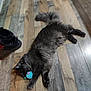 Bubulle a rejoint le concours — aidez-le/la à gagner de superbes lots ! cat, gray_cat, fluffy_fur, toy_mouse, wooden_floor, flooring, shoes, black_shoes, indoor, pet, playful, relaxed, animal, feline, claws, paw, tail, lying_down, domestic_animal, cozy