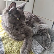 Bubulle participe au concours pour gagner de l'argent avec cette photo : cat, gray_cat, fluffy, pet, animal, indoor, blanket, knit, yellow, gray, furniture, shelf, flower, decor, relaxed, cozy, fur, paw, side_view, resting