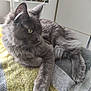 cat, gray_cat, fluffy, pet, animal, indoor, blanket, knit, yellow, gray, furniture, shelf, flower, decor, relaxed, cozy, fur, paw, side_view, resting
