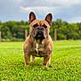 dog, french_bulldog, grass, outdoor, pet, canine, animal, nature, greenery, sky, cloudy, portrait, standing, mammal, ears, brown, short_hair, field, daytime, serious_expression