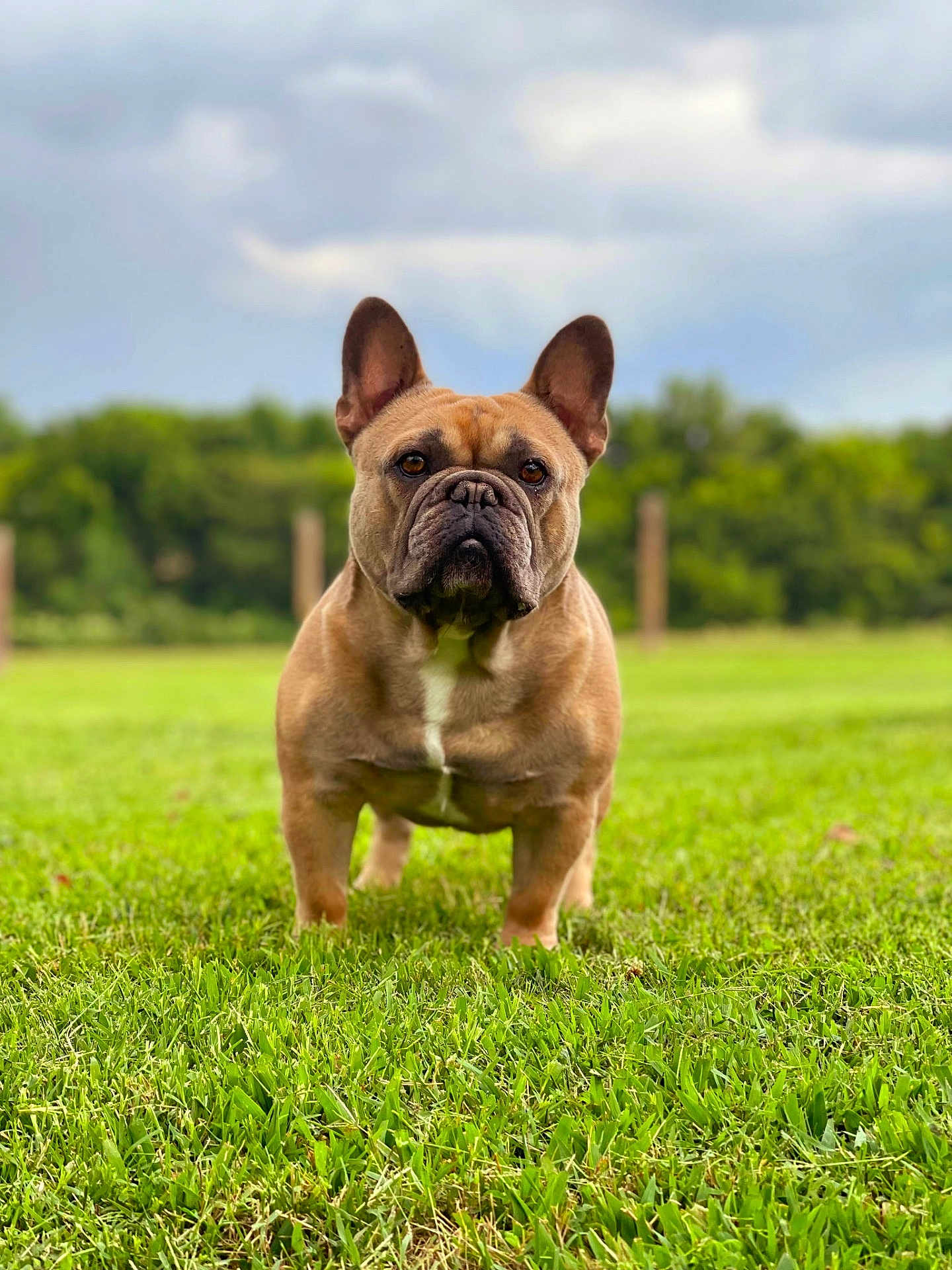 Ralphy is registered to the contest to win money with this photo: dog, french_bulldog, grass, outdoor, pet, canine, animal, nature, greenery, sky, cloudy, portrait, standing, mammal, ears, brown, short_hair, field, daytime, serious_expression