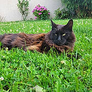 Urielle a rejoint le concours — aidez-le/la à gagner de superbes lots ! cat, animal, outdoor, grass, greenery, flower, plant, nature, pet, feline, fluffy, relaxed, lying_down, garden, summer, clover, pink_flower, wall, leaf, bush