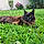 Urielle