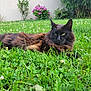 cat, animal, outdoor, grass, greenery, flower, plant, nature, pet, feline, fluffy, relaxed, lying_down, garden, summer, clover, pink_flower, wall, leaf, bush