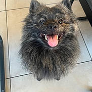 São participe au concours pour gagner de l'argent avec cette photo : dog, smiling, happy, tongue_out, fluffy, pet, indoor, floor_tiles, fur, canine, cute, animal, looking_up, domestic_animal, companion, friendly, small_dog, adorable, bright_eyes, playful