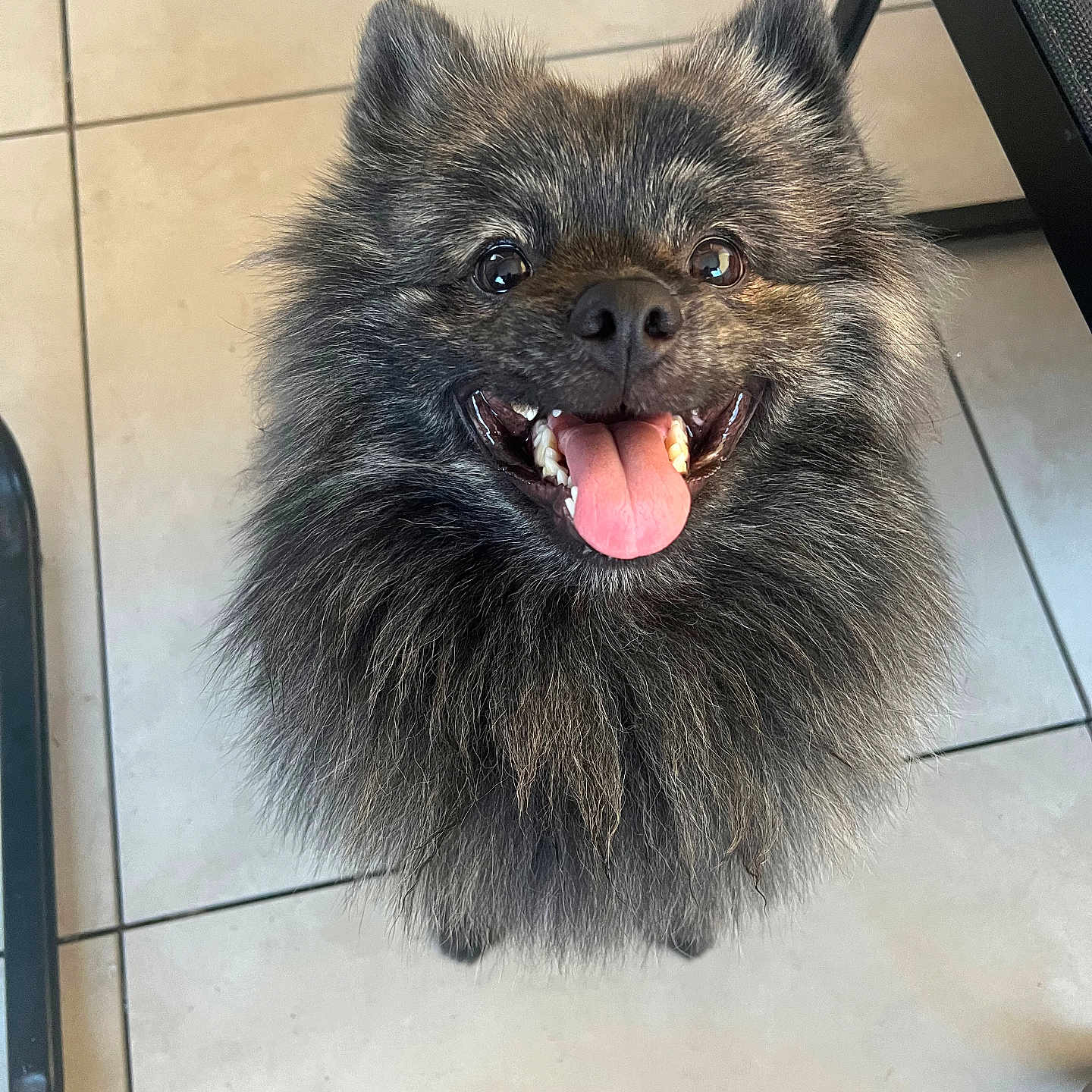 São participe au concours pour gagner de l'argent avec cette photo : dog, smiling, happy, tongue_out, fluffy, pet, indoor, floor_tiles, fur, canine, cute, animal, looking_up, domestic_animal, companion, friendly, small_dog, adorable, bright_eyes, playful