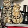 cat, tabby, pets, domestic, indoor, kitchen, counter, coffee_maker, shelf, feline, fur, whiskers, eyes, sitting, pair, household, gray, brown, striped, cute