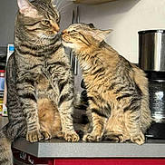 Loulou Et Simba participe au concours pour gagner de l'argent avec cette photo : cat, tabby_cat, pets, feline, indoor, kitchen, countertop, domestic, two_animals, affection, animal_interaction, whiskers, fur, ears, eyes, tail, household, appliance, food_items, closeup