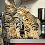 cat, tabby_cat, pets, feline, indoor, kitchen, countertop, domestic, two_animals, affection, animal_interaction, whiskers, fur, ears, eyes, tail, household, appliance, food_items, closeup