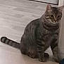 animal, cat, companion, curious, cute, domestic, ears, feline, floor, home, indoor, mammal, pet, quiet, resting, sitting, striped, tabby, tail, whiskers