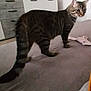alert, animal, bed, cabinet, cat, couch, curious, domestic, drawer, furniture, gray, home, indoor, kitchen, pet, plush_toy, soft_surface, standing, striped, tabby_cat