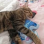 animal, bed, blanket, cat, comfort, cozy, cute, fur, indoor, paw, pet, pink_bedding, plush_toy, relaxation, resting, sleeping, soft, striped, tabby_cat, toy