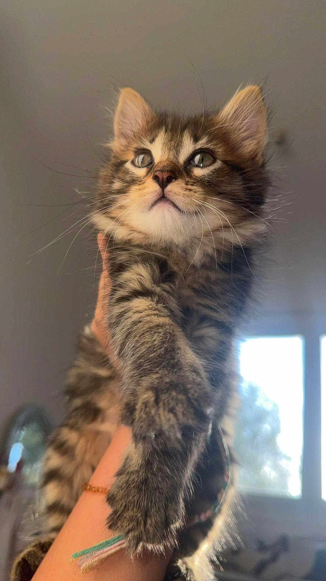 Sakura participe au concours pour gagner de l'argent avec cette photo : kitten, cat, tabby, fur, whiskers, ears, paw, hand, holding, indoor, window, daylight, curious, cute, pet, animal, feline, closeup, soft_light, blurred_background