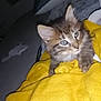 Sakura a rejoint le concours — aidez-le/la à gagner de superbes lots ! kitten, cat, animal, pet, fur, eyes, yellow_blanket, cozy, indoor, cute, whiskers, small, feline, soft, resting, curious, portrait, close_up, young, domestic