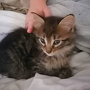 Sakura a rejoint le concours — aidez-le/la à gagner de superbes lots ! kitten, tabby, cat, animal, pet, furry, cute, hand, blanket, soft, cozy, resting, indoor, young, fur, ears, whiskers, sleepy, comfort, companion