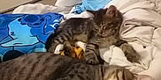 Sakura participe au concours pour gagner de l'argent avec cette photo : animal, bed, blanket, cat, clothing, cozy, cute, domestic, furniture, hand, indoor, kitten, pet, pile, relaxed, resting, sleeping, striped, tabby_cat, tattoo