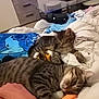 Sakura participe au concours pour gagner de l'argent avec cette photo : cat, tabby_cat, kitten, pet, bed, blanket, tattoo, hand, clothing, furniture, indoor, resting, sleeping, domestic, cozy, striped, animal, cute, relaxed, pile