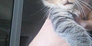 Sakura participe au concours pour gagner de l'argent avec cette photo : kitten, cat, tabby, pet, animal, furry, close_up, hand, person, indoor, cute, whiskers, fur, young, mammal, holding, domestic_animal, face, eyes, paw