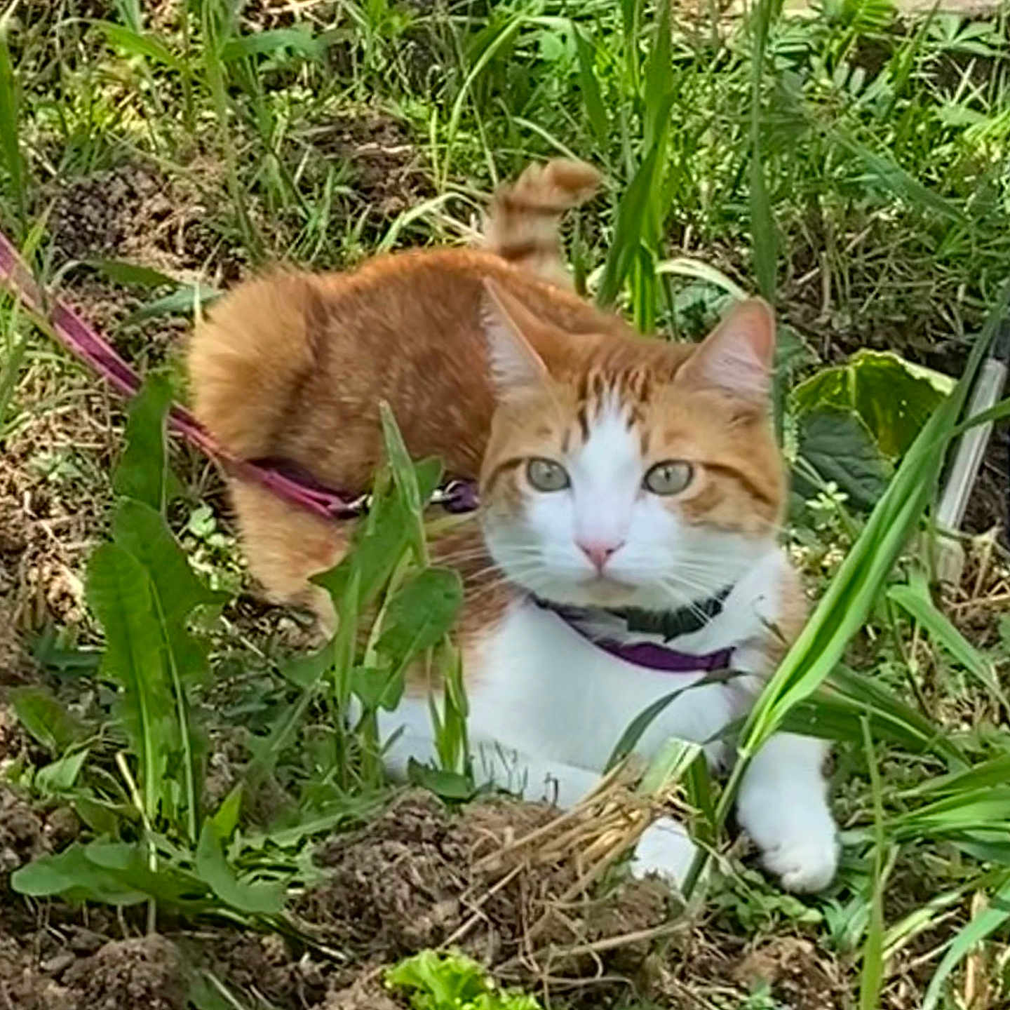 Rouky a rejoint le concours — aidez-le/la à gagner de superbes lots ! animal, cat, field, grass, green, herbal, herbs, jar, leaf, nature, outdoors, pet, plant, planter, pottedplant, pottery, soil, vase, vegetation, yard