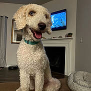 Rosie is registered to the contest to win money with this photo: animal, architecture, building, canine, computerhardware, couch, dog, electronics, entertainmentcenter, furniture, hardware, indoors, livingroom, monitor, pet, poodle, room, screen, terrier, tv