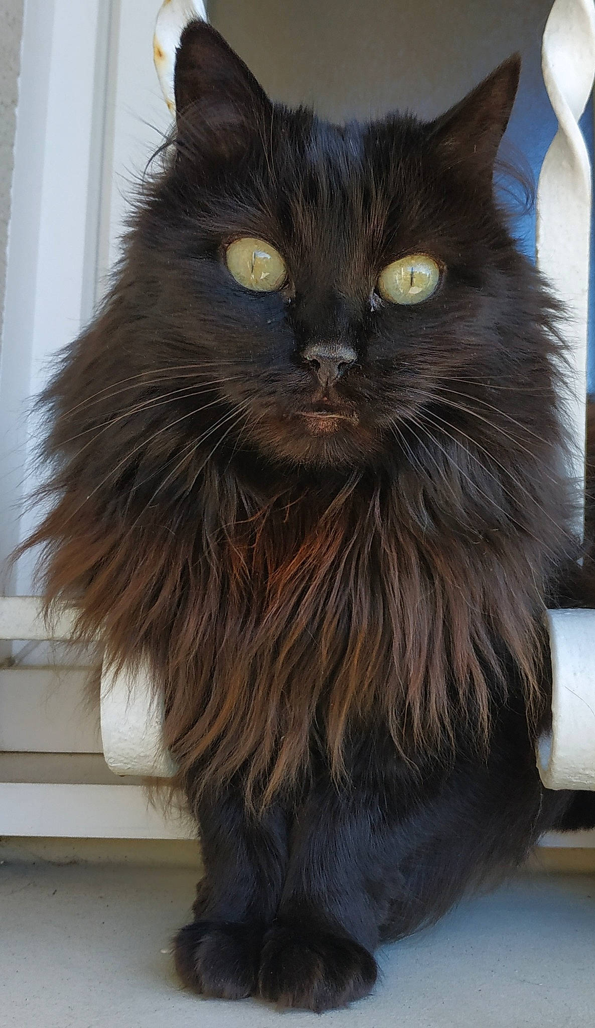 Caline participe au concours pour gagner de l'argent avec cette photo : asian, asian_semi_longhair, black_cat, british_longhair, british_semi_longhair, carnivore, cat, cymric, domestic_long_haired_cat, fawn, felidae, fur, maine_coon, mammal, norwegian_forest_cat, persian, ragamuffin, small_to_medium_sized_cats, vertebrate, whiskers