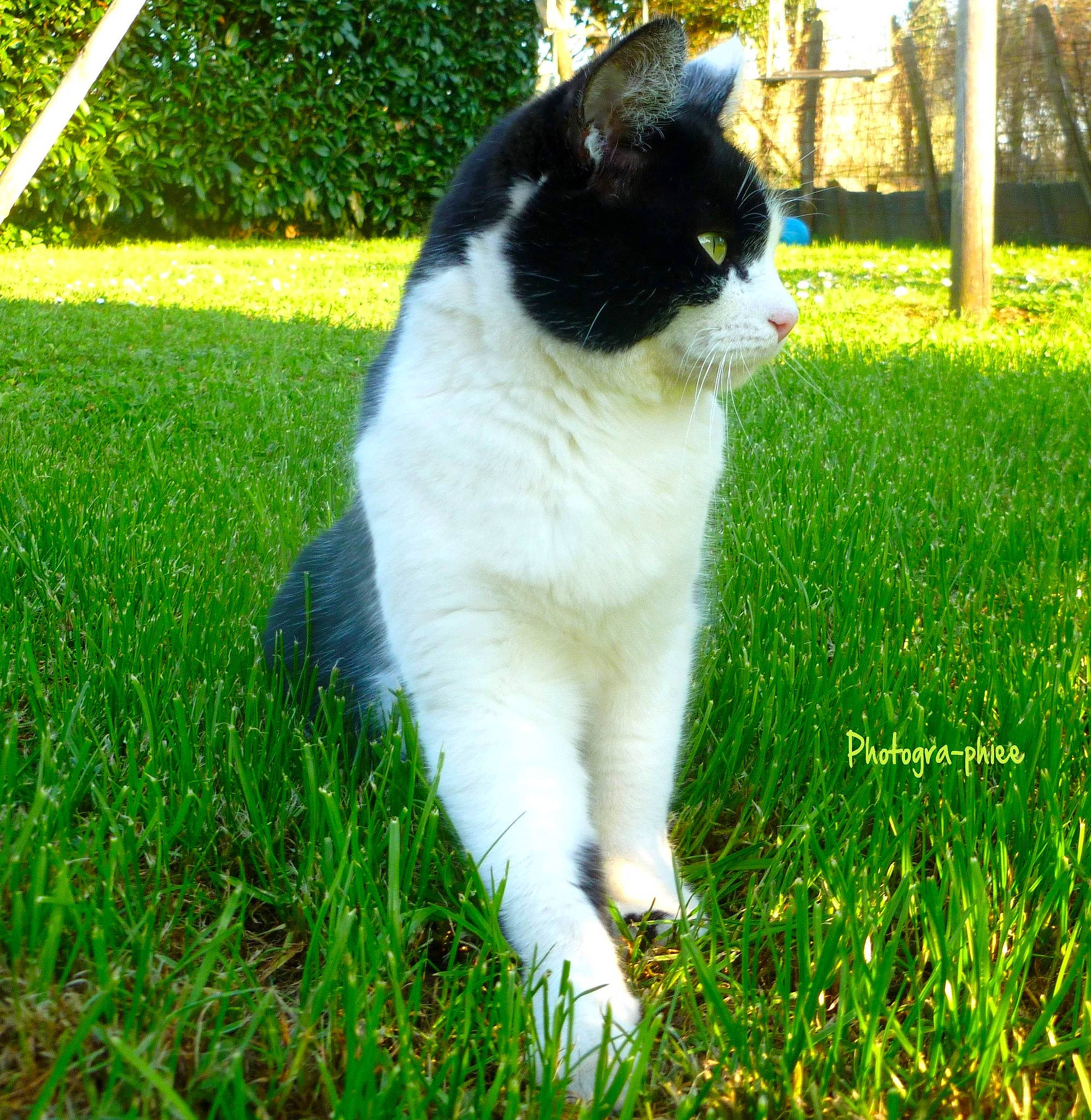 Felixe a rejoint le concours — aidez-le/la à gagner de superbes lots ! carnivore, cat, domestic_short_haired_cat, felidae, fur, grass, lawn, mammal, plant, small_to_medium_sized_cats, tail, whiskers