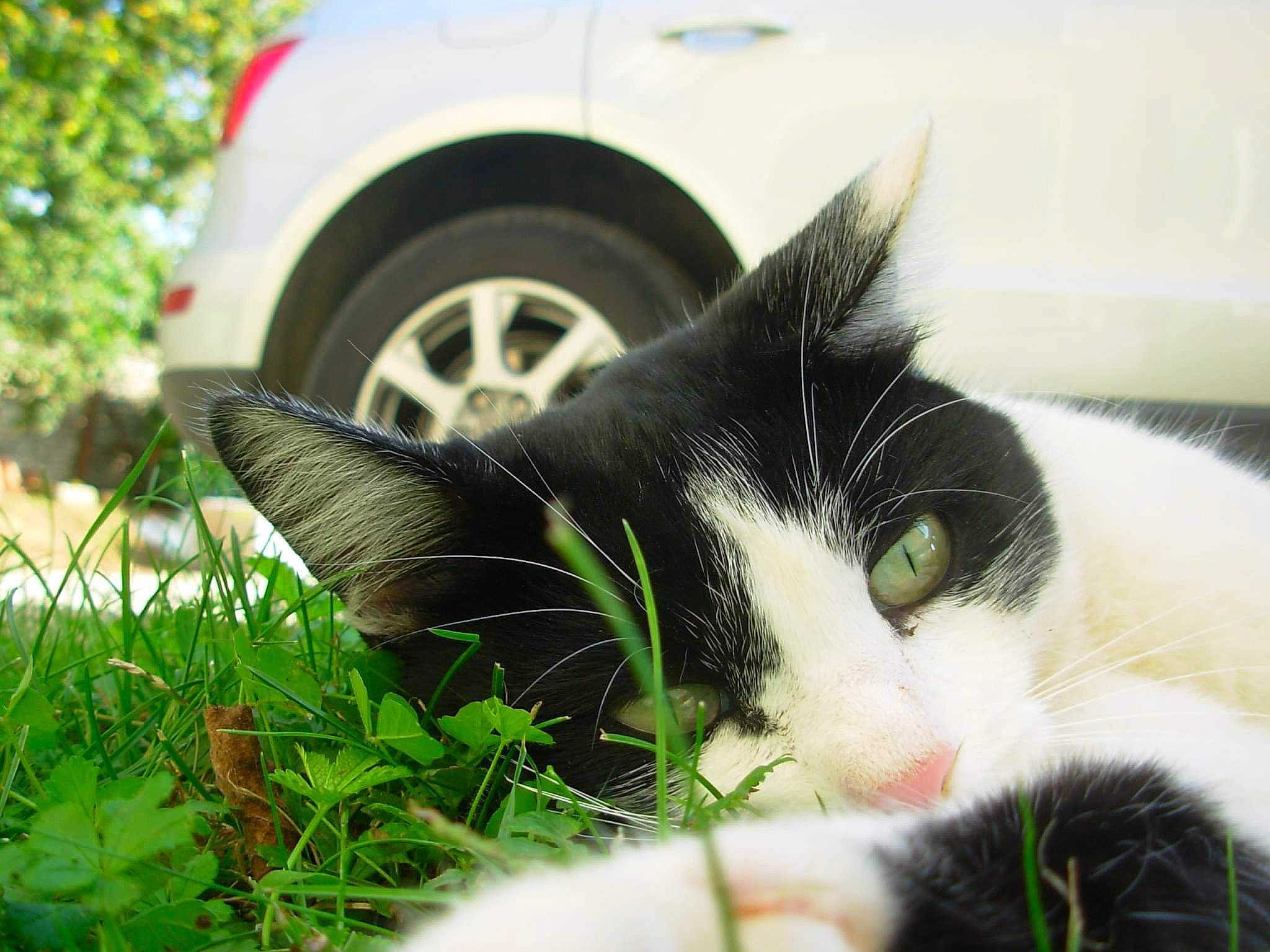 Felixe participe au concours pour gagner de l'argent avec cette photo : aegean_cat, black_and_white, carnivore, cat, domestic_short_haired_cat, european_shorthair, eye, felidae, fur, grass, kitten, nose, plant, polydactyl_cat, sky, small_to_medium_sized_cats, snout, tree, whiskers, window