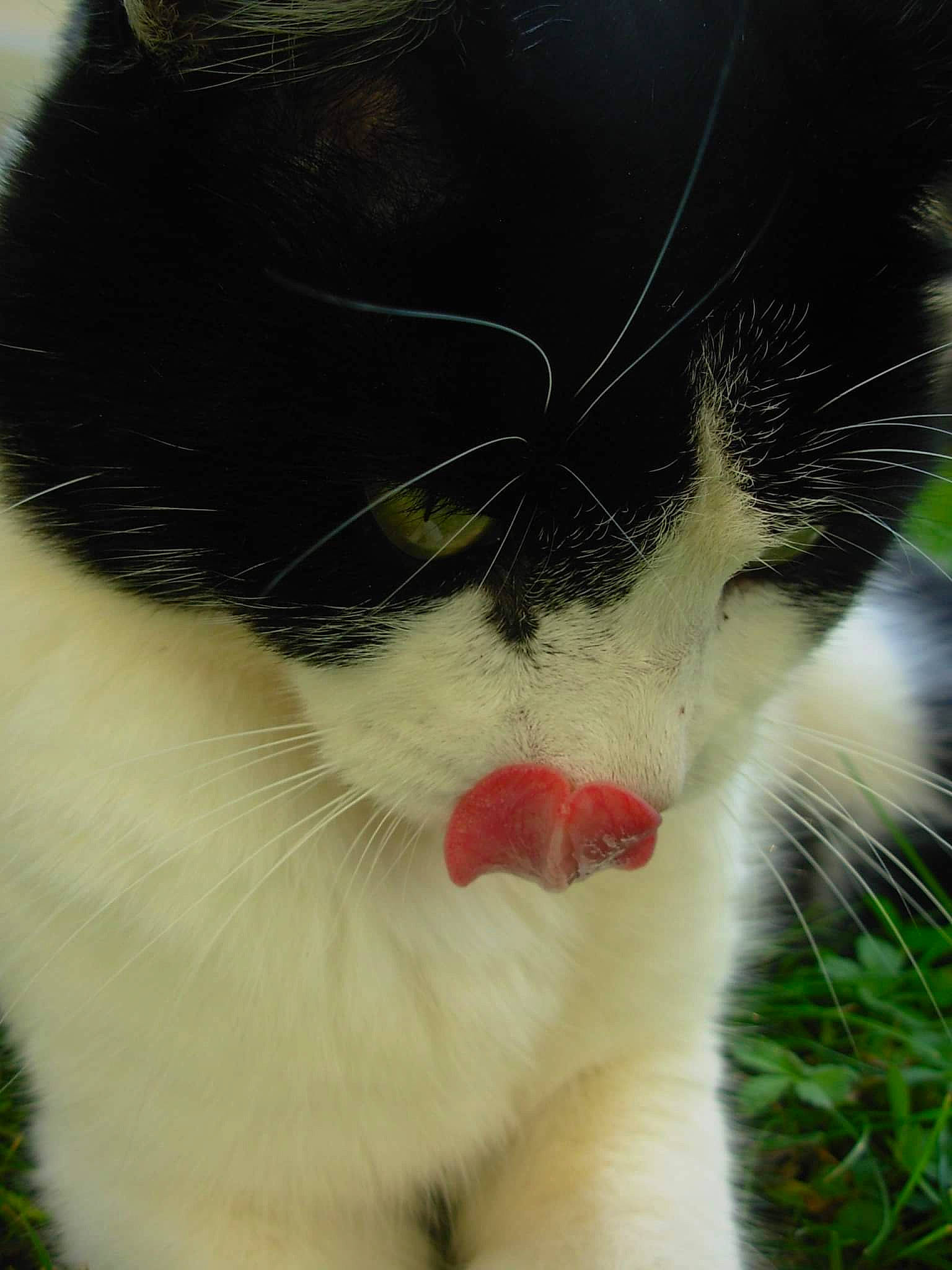 Felixe a rejoint le concours — aidez-le/la à gagner de superbes lots ! aegean_cat, carnivore, cat, close_up, domestic_short_haired_cat, ear, eye, facial_expression, felidae, fur, grass, lip, mouth, nose, small_to_medium_sized_cats, snout, whiskers