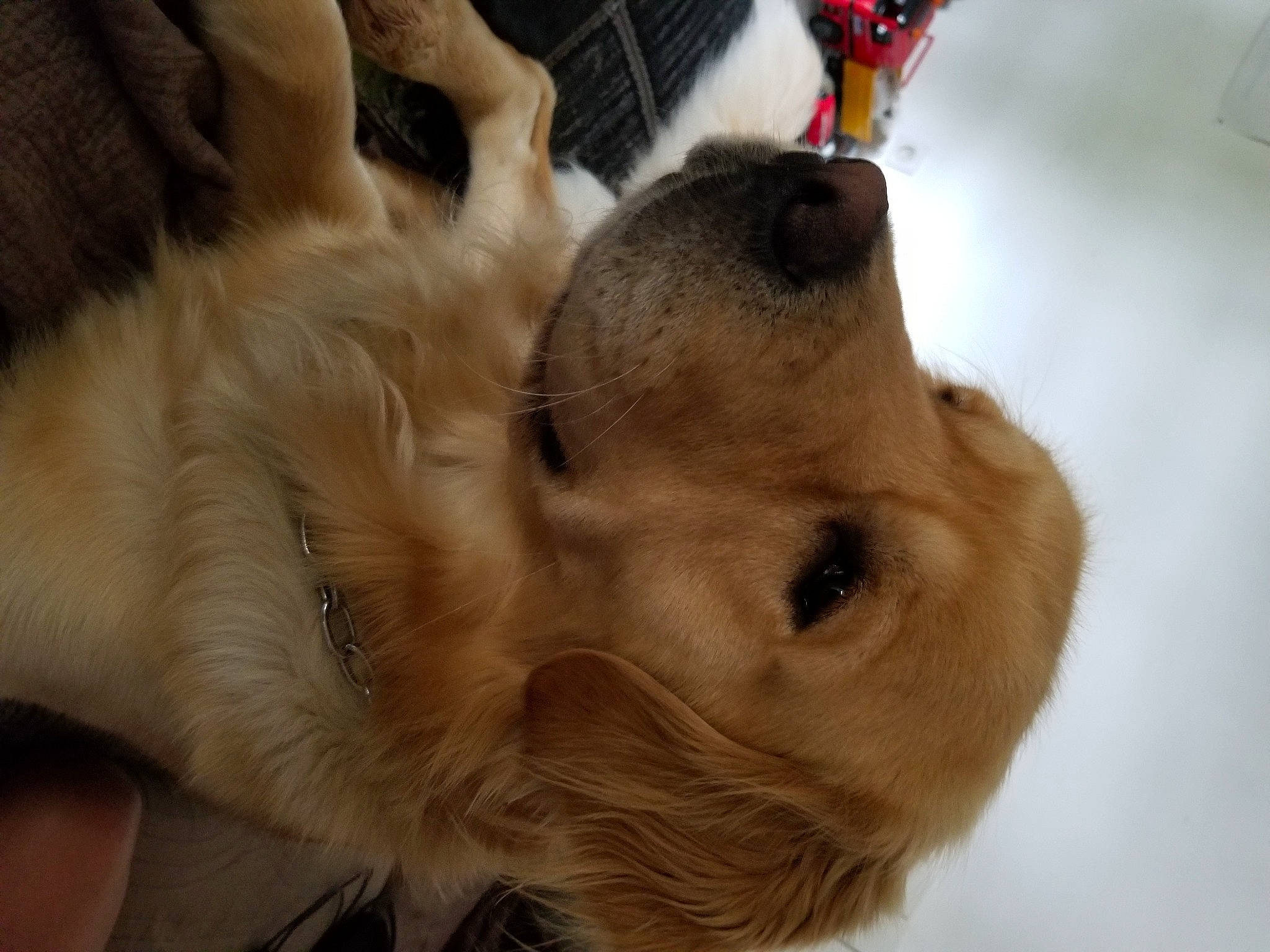 Nesquik a rejoint le concours — aidez-le/la à gagner de superbes lots ! canidae, carnivore, companion_dog, dog, dog_breed, fawn, golden_retriever, mammal, pomeranian, puppy, puppy_love, retriever, snout, sporting_group, whiskers