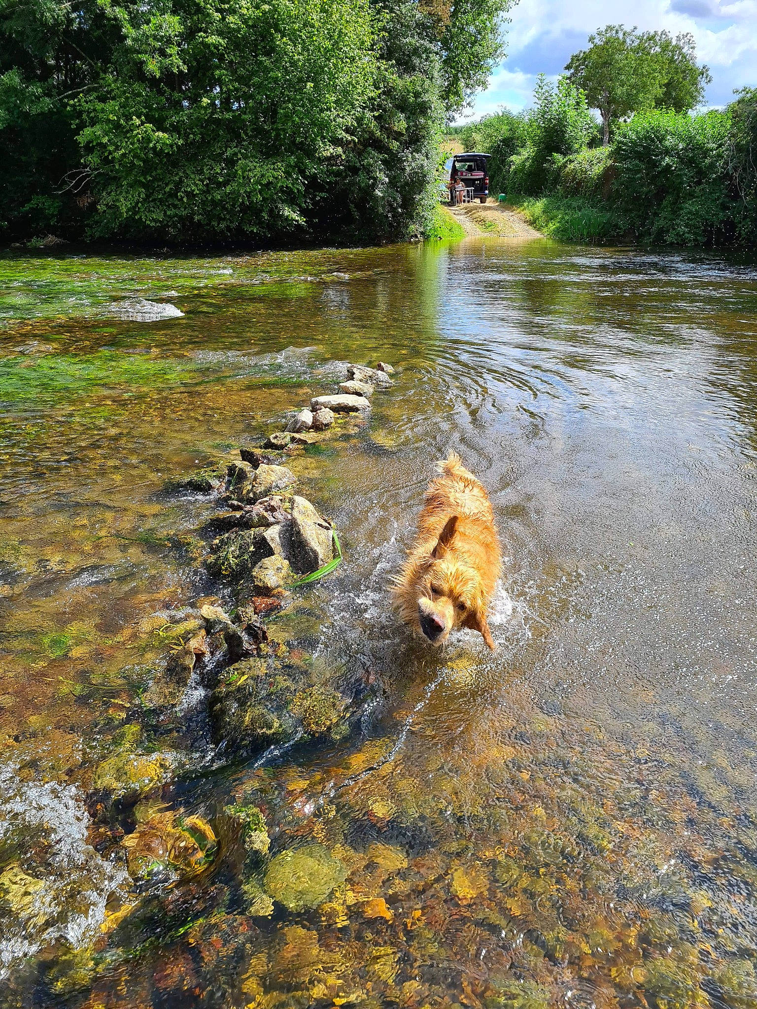 Nesquik a rejoint le concours — aidez-le/la à gagner de superbes lots ! bank, body_of_water, canidae, creek, floodplain, fluvial_landforms_of_streams, forest, plant, pond, reflection, river, rock, sporting_group, stream, tree, water, water_resources, watercourse, waterway