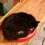 Tire is registered to the contest to win money with this photo: black, black_cat, carnivoran, cat, cat_like_mammal, floor, flooring, fur, kitten, small_to_medium_sized_cats, whiskers
