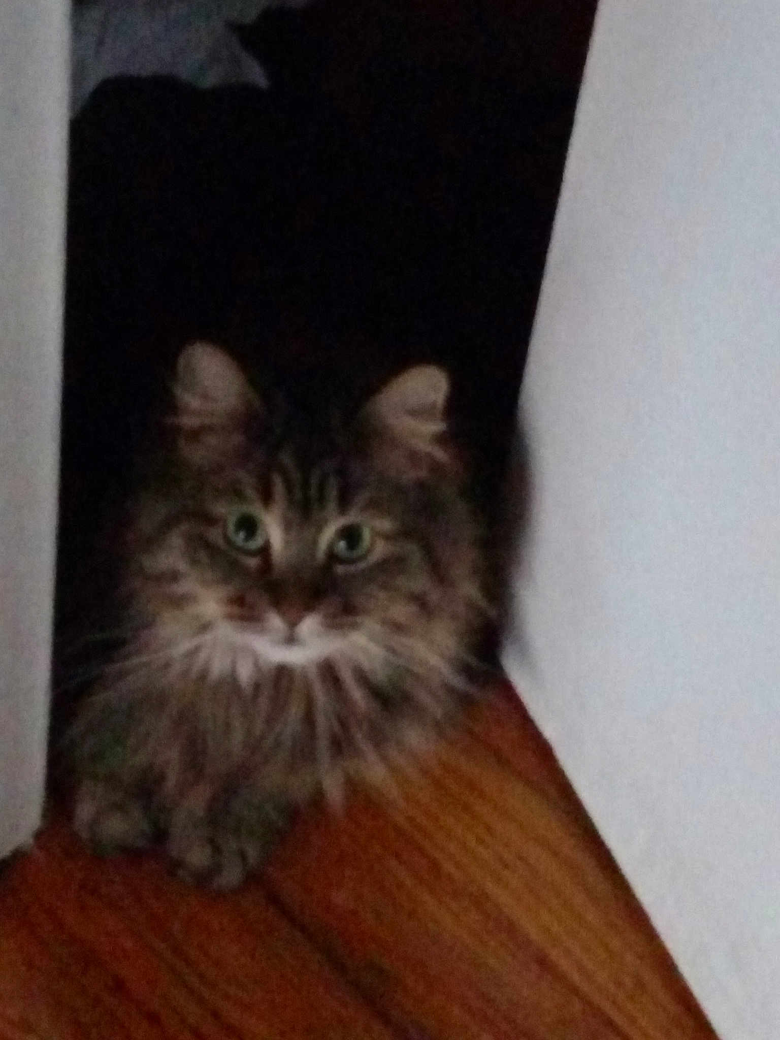 Kiara