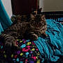 Kiara is registered to the contest to win money with this photo: carnivoran, cat, cat_like_mammal, kitten, mammal, small_to_medium_sized_cats, tabby_cat, vertebrate, whiskers