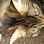 Kiara joined the competition — help win amazing prizes! carnivoran, cat, cat_like_mammal, claw, european_shorthair, fauna, fur, mammal, organism, small_to_medium_sized_cats, snout, tabby_cat, whiskers, wildlife