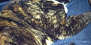 Kaiya is registered to the contest to win money with this photo: carnivoran, cat, cat_like_mammal, claw, domestic_short_haired_cat, dragon_li, european_shorthair, fauna, fur, mammal, small_to_medium_sized_cats, snout, tabby_cat, tail, whiskers