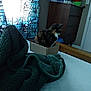 Kaiya is registered to the contest to win money with this photo: carnivoran, cat, cat_like_mammal, floor, flooring, furniture, kitten, mammal, room, small_to_medium_sized_cats, vertebrate, whiskers