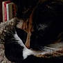 Kaiya joined the competition — help win amazing prizes! aegean_cat, cat, cat_like_mammal, domestic_short_haired_cat, european_shorthair, fauna, fur, kitten, norwegian_forest_cat, small_to_medium_sized_cats, snout, whiskers