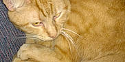 Oscar is registered to the contest to win money with this photo: australian_mist, burmese, carnivoran, cat, cat_like_mammal, domestic_short_haired_cat, european_shorthair, eye, fauna, fur, kitten, small_to_medium_sized_cats, snout, tabby_cat, whiskers