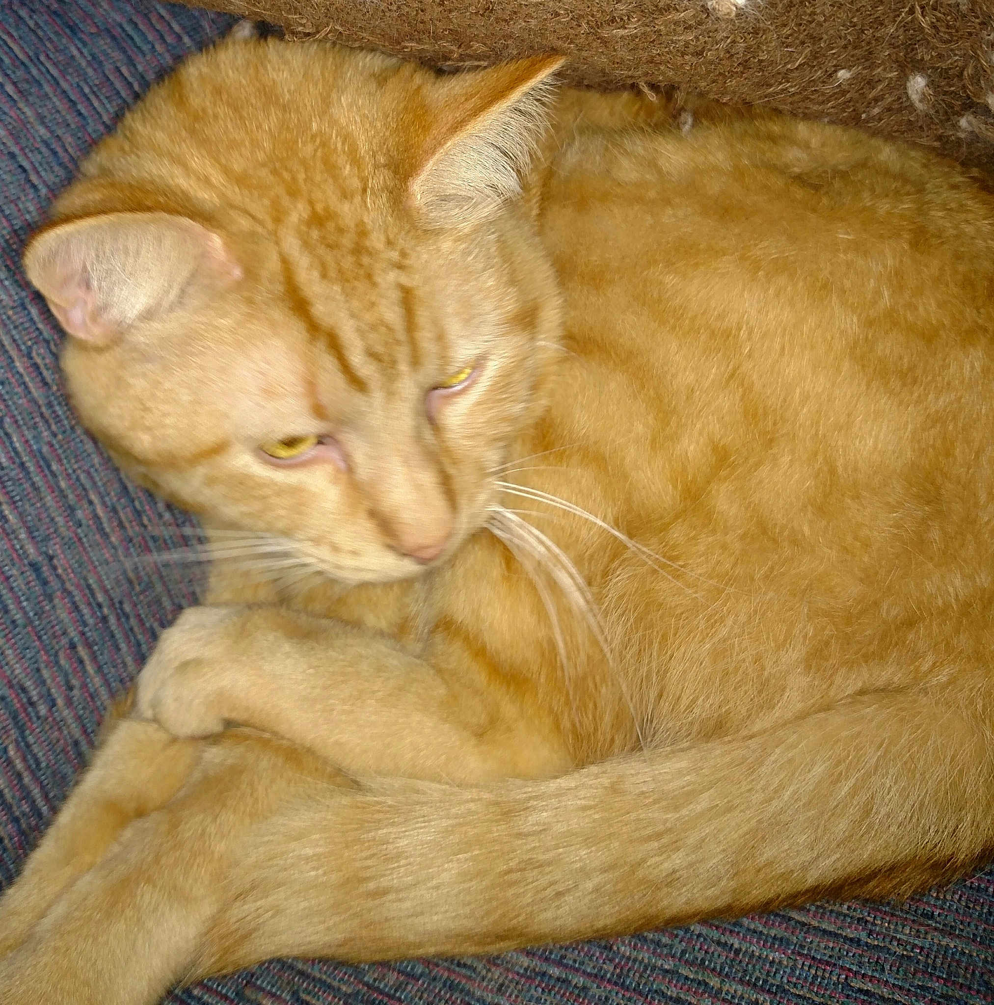 Oscar
