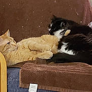Oscar is registered to the contest to win money with this photo: bed, cat, cat_bed, cat_like_mammal, domestic_short_haired_cat, fauna, fur, furniture, kitten, small_to_medium_sized_cats, whiskers