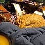 Oscar joined the competition — help win amazing prizes! carnivoran, cat, cat_like_mammal, fur, paw, small_to_medium_sized_cats, snout, vertebrate, whiskers