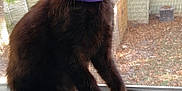 Thackeray joined the competition — help win amazing prizes! balinese, black_cat, carnivoran, cat, cat_like_mammal, fauna, fur, kitten, siamese, small_to_medium_sized_cats, snout, whiskers