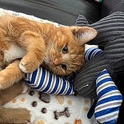 Arlo participe au concours pour gagner de l'argent avec cette photo : blanket, closeup, couch, cozy, cute, feline, fur, indoor, kitten, leather_couch, orange_cat, patterned_blanket, paws, pet, playful, plush_toy, resting, striped_toy, toy, whiskers