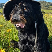 Layla is registered to the contest to win money with this photo: dog, black_dog, hat, sun_hat, meadow, flowers, yellow_flowers, grass, outdoor, nature, sunny, tongue_out, happy, pet, canine, fur, portrait, summer, field, landscape