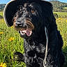 black_dog, canine, dog, field, flowers, fur, grass, happy, hat, landscape, meadow, nature, outdoor, pet, portrait, summer, sun_hat, sunny, tongue_out, yellow_flowers