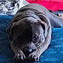 dog, bed, blue_bedspread, red_pillow, indoor, pet, lying_down, gray_dog, canine, cozy, animal, front_paws, looking_up, furniture, resting, domestic, cute, companion, sleepy, household