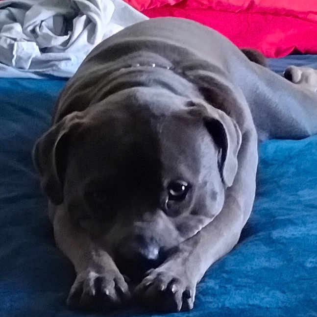 Pork Chop is registered to the contest to win money with this photo: animal, bed, blue_bedspread, canine, companion, cozy, cute, dog, domestic, front_paws, furniture, gray_dog, household, indoor, looking_up, lying_down, pet, red_pillow, resting, sleepy