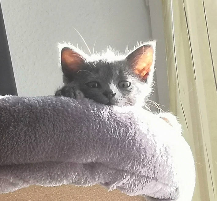 Moshi participe au concours pour gagner de l'argent avec cette photo : carnivore, cat, cat_bed, cat_furniture, cat_supply, claw, comfort, couch, domestic_short_haired_cat, fawn, felidae, fur, grey, paw, room, small_to_medium_sized_cats, snout, tail, whiskers, window