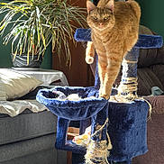 Butters is registered to the contest to win money with this photo: cat, cat_tree, cozy, curious, cushion, decor, furniture, indoor, living_room, orange_cat, pet, plant, plush, rope, sofa, sunlight, tabby_cat, toy, window_light, wooden_shelf