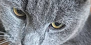 Hixxy is registered to the contest to win money with this photo: animal, cat, close_up, cute, domestic_animal, ears, face, feline, focus, fur, gray_cat, indoor, mammal, nose, pet, portrait, soft_texture, whiskers, yellow_eyes